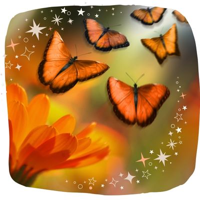 Accompagner votre &eacute;volution et votre &eacute;veil avec "Le souffle du papillon"